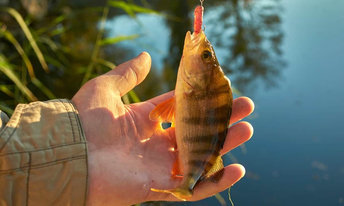 Ilustrasi mancing di sungai