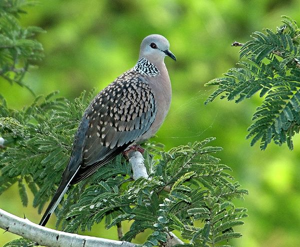 Kode Alam Burung Tekukur