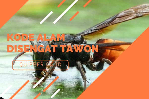 Kode Alam Disengat Tawon