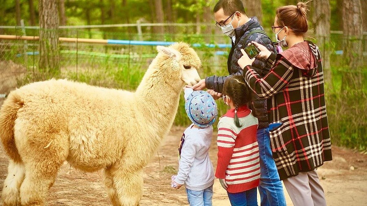 Berinteraksi dengan hewan lucu di kebun binatang ZooDoo