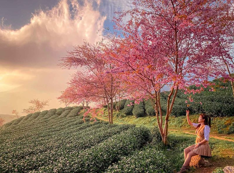 Pemandangan indah di Sapa dengan bunga sakura