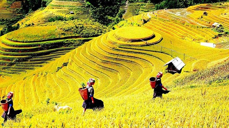 Trekking đến bản Cát Cát